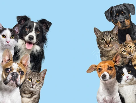 Free Pet Classifieds: A Comprehensive Guide to Finding the Perfect Pet