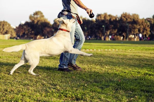 dog training