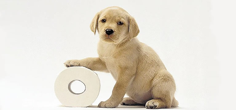 Potty Training Your Puppy