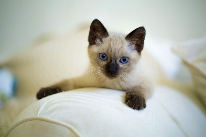 siamese cat