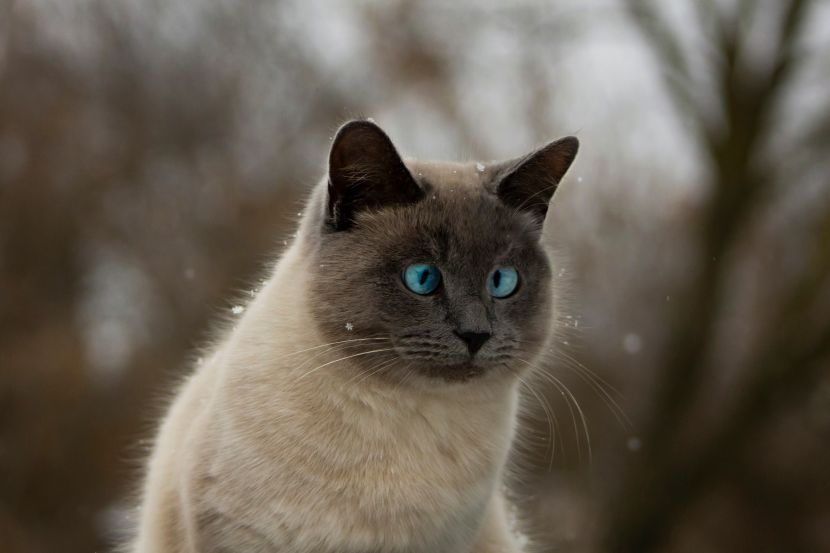 siamese cat