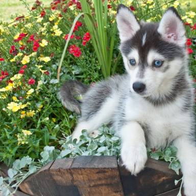 Pomsky, a breed whose natural breeding is very dangerous