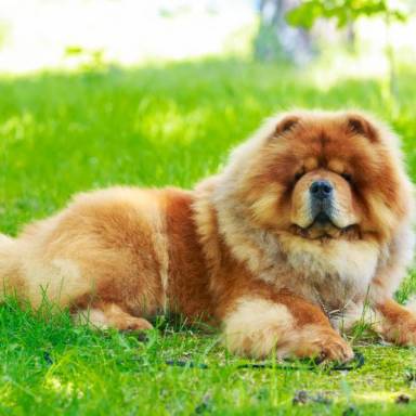 Chow Chow: A dog with a blue tongue, headstrong, slow and independent, but loyal to its owner