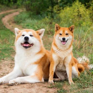 Akita Inu: Although it is a faithful pet and a good watchdog, beware of its unpredictability and desire to dominate