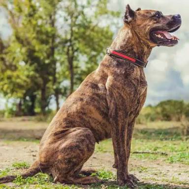 The Majestic Alano Español: A Comprehensive Guide to the Spanish Bulldog