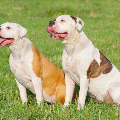 American Bulldogs