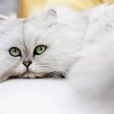 Asian Cat Breeds