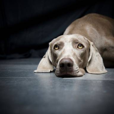 Three breeds of dogs that do not tolerate children: One sees them as prey, another does not like noise, and the third is always ready to bite